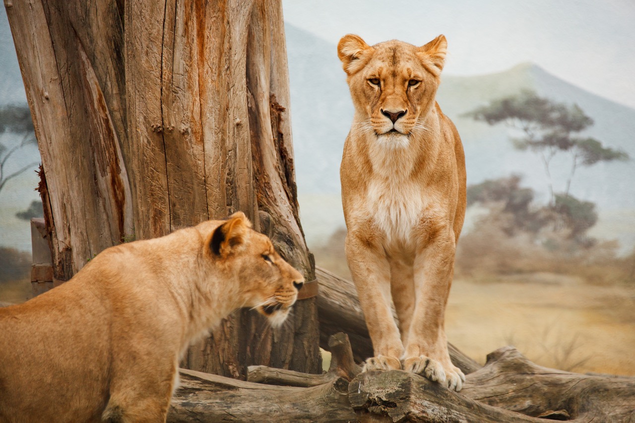 Lion for Sale