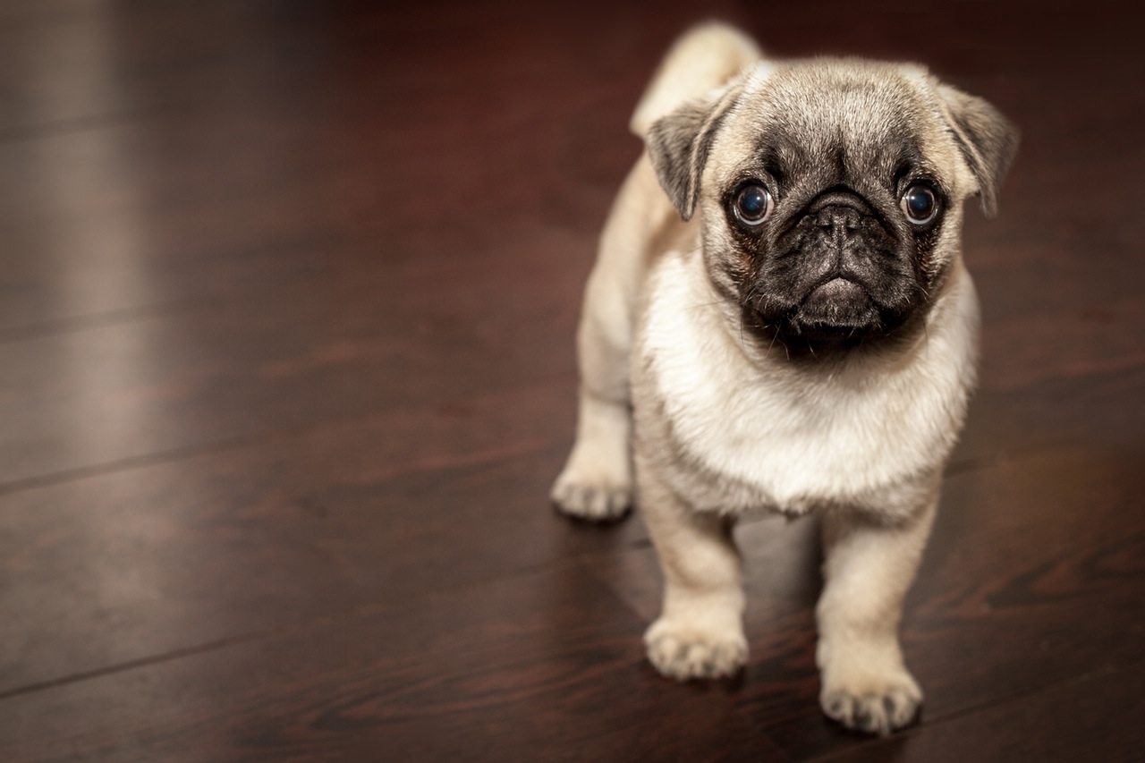 Puppy for Sale