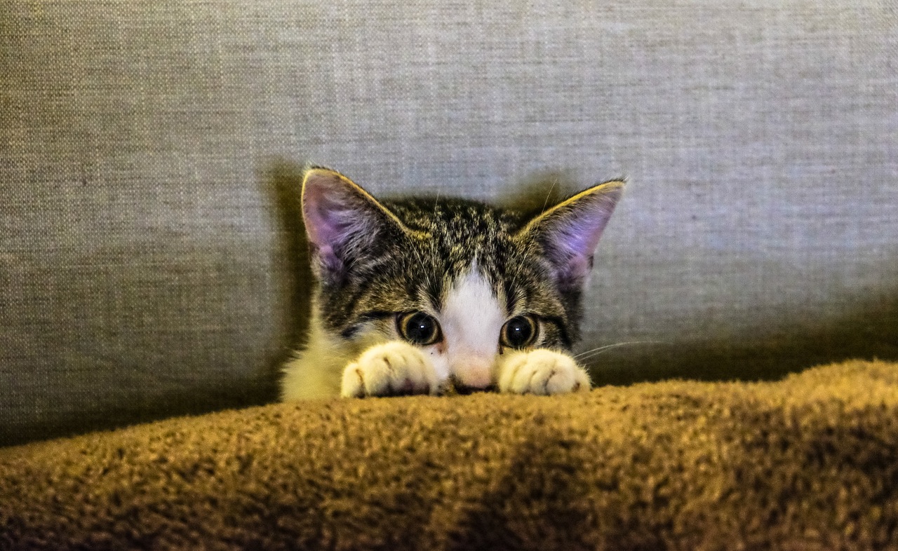 Kitten for Sale
