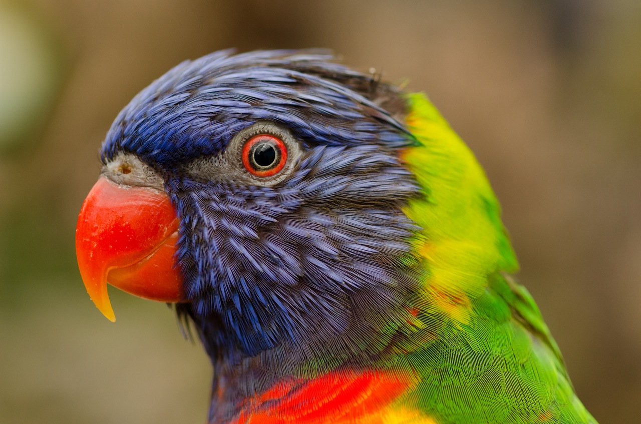 Parrot for Sale